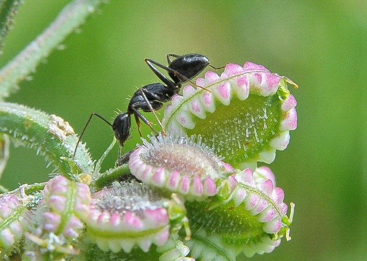 In cerca di afidi (Operaia minor di Camponotus cfr aethiops)